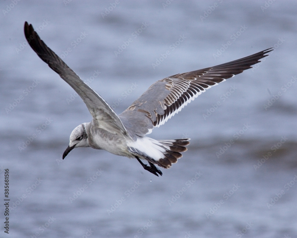 Laughing Gull (Larus atricilla), first winter (1w) in flight, St Mary's, Isles of Scilly, Cornwall, England, UK. November 2005 Laughing Gull (Larus atricilla), first winter (1w) in flight, St Mary's, Isles of Scilly, Cornwall, England, UK. November 2005