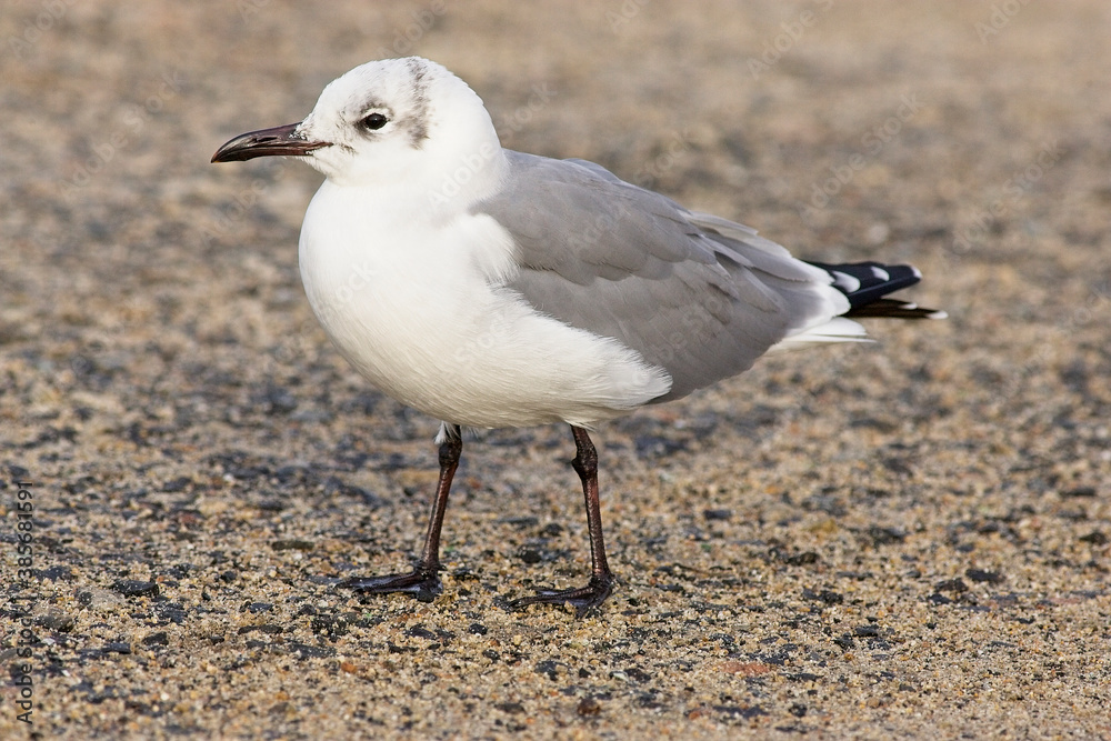Fototapeta premium Laughing Gull (Larus atricilla), adult, (UK rarity), St Mary's, Isles of Scilly, Cornwall, England, UK. November 2005