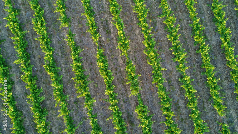 Aerial top view of vineyards landscape from above background, South France
Aerial top view of vineyards landscape from above background, South France