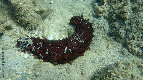 Brown sea cucumber (Holothuria stellati) on sea bottom, Aegean Sea, Greece, Halkidiki photo