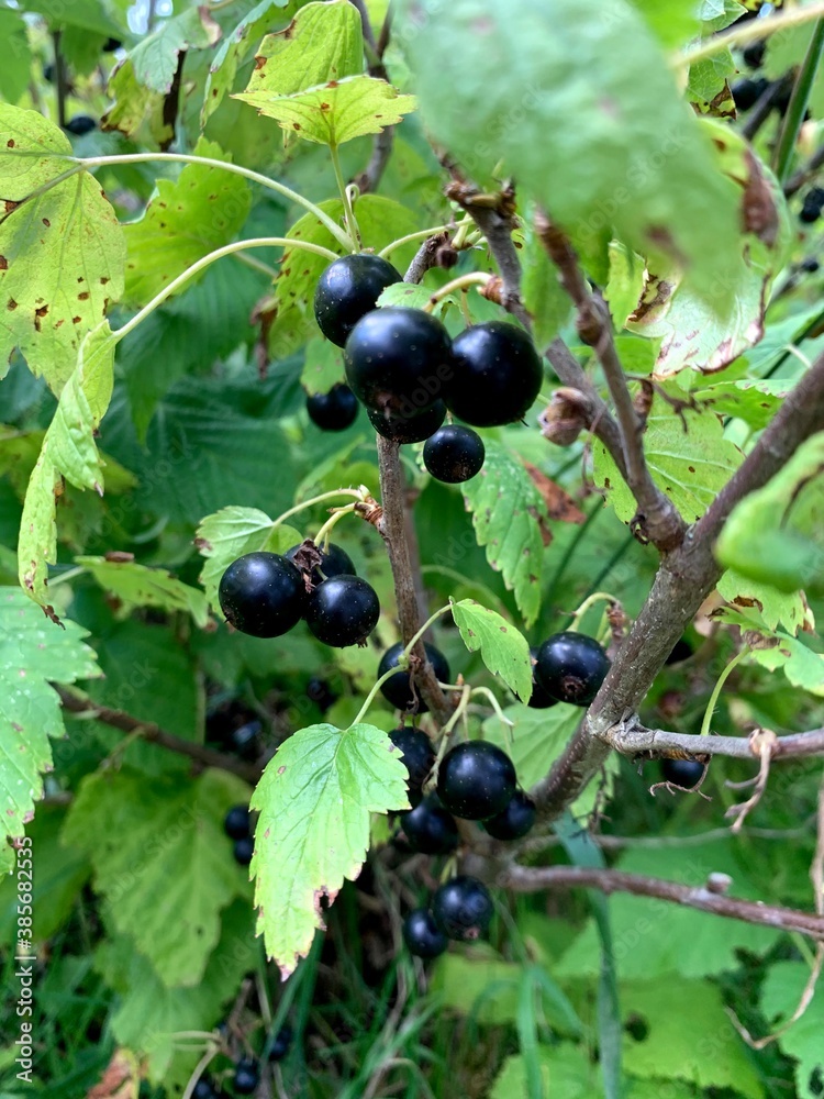 Black currant harvest berries leaves summer
Black currant harvest berries leaves summer