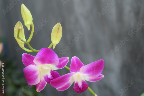 pink and white orchids