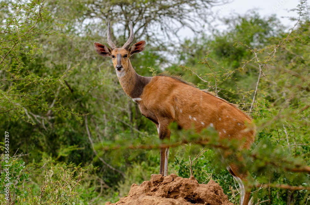 Obraz premium Bushbuck (Male) on a Termite Mound in Lake Mburo National Park