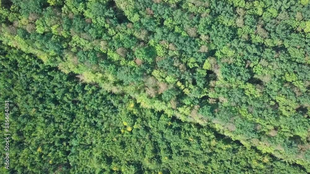 Early autumn in forest with green coniferous and slightly yellow deciduous trees. Early autumn in forest with green coniferous and slightly yellow deciduous trees.
