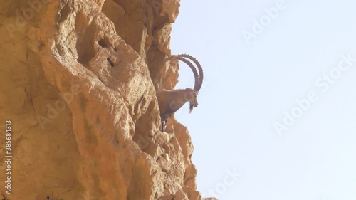 Nubian Ibex adult standing on cliff
Judea desert, Israel, October 2020
 photo