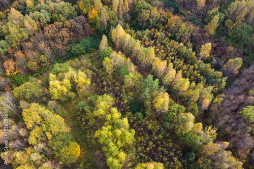 Autumn forest or park, aerial view. Fall trees with yellow foliage