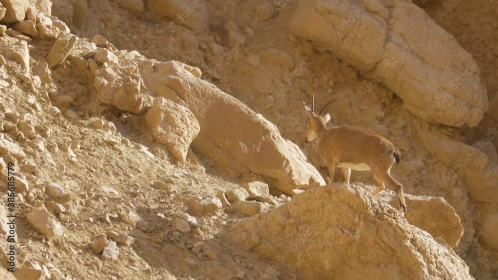 Nubian Ibex Young in the desert
Judea desert, Israel, October 2020
Nubian Ibex Young in the desert
Judea desert, Israel, October 2020