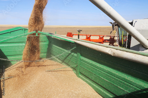 Agricultaral cereal harvest with with combine harvester, the grain is unloaded
 photo