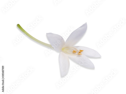 Close up of white Indian cork flowers on white background