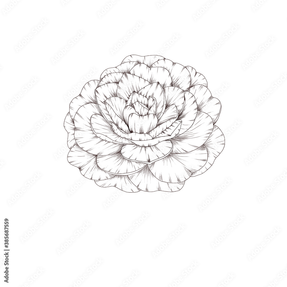 elegant white camelia flower wedding decor element, hand painted camelia flower elegant white camelia flower wedding decor element, hand painted camelia flower