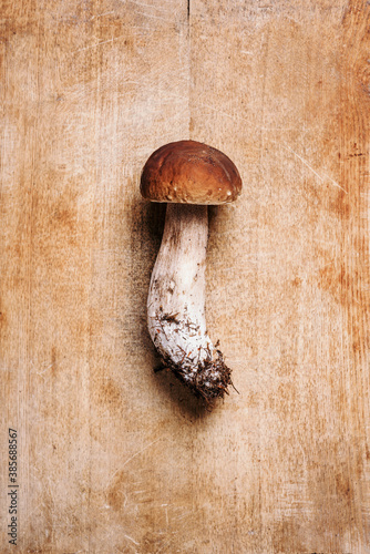 Boletus edulis mushroom on wooden background. Copy space. Top view. Organic forest food, edible fresh picked Porcini mushroom. Autumn harvest concept. Cep mushroom picking