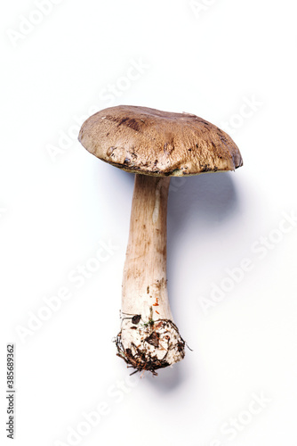 Cep mushroom picking. Boletus edulis mushroom isolated on white background. Copy space. Top view. Organic forest food, edible fresh picked Porcini mushroom. Autumn harvest concept.