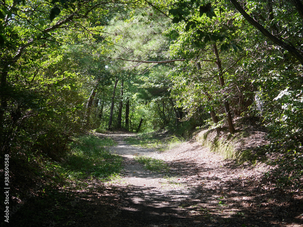 Obraz premium Trail into the forest sunny day