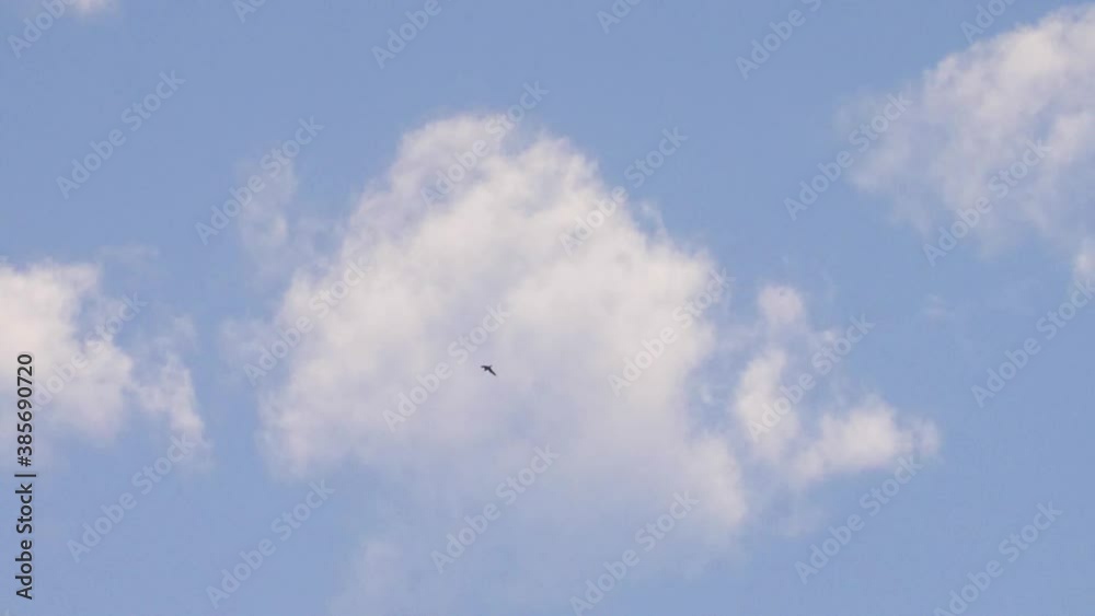 Eurasian hobby in Flight, Jerusalem, Israel
Daylight shot Jerusalem,Israel October 2020
Eurasian hobby in Flight, Jerusalem, Israel
Daylight shot Jerusalem,Israel October 2020