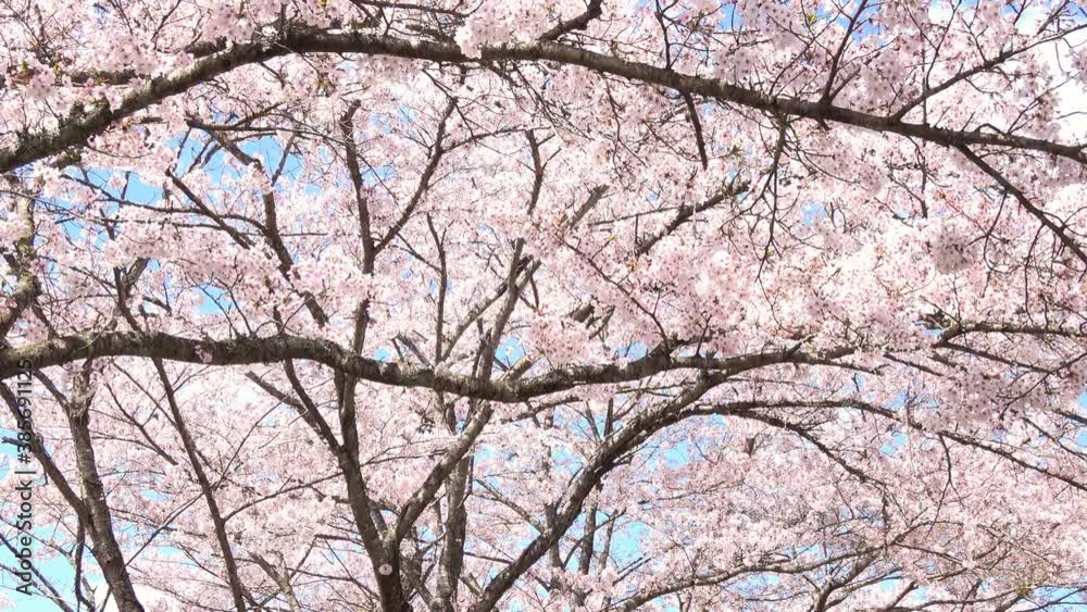 Sakura in full bloom in Japan. Tilt shot of cherry blossom with the blue sky. Somei yoshino cherry. 4K. Shot in Hiroshima. Sakura in full bloom in Japan. Tilt shot of cherry blossom with the blue sky. Somei yoshino cherry. 4K. Shot in Hiroshima.