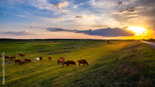 Idyllic scene in the countryside with cows grazing at sunset