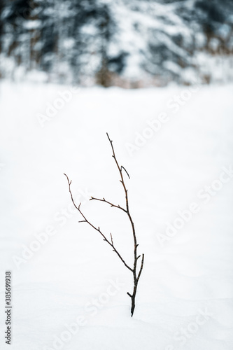 Little branch among deep new snow, forest in the background, lonely plant