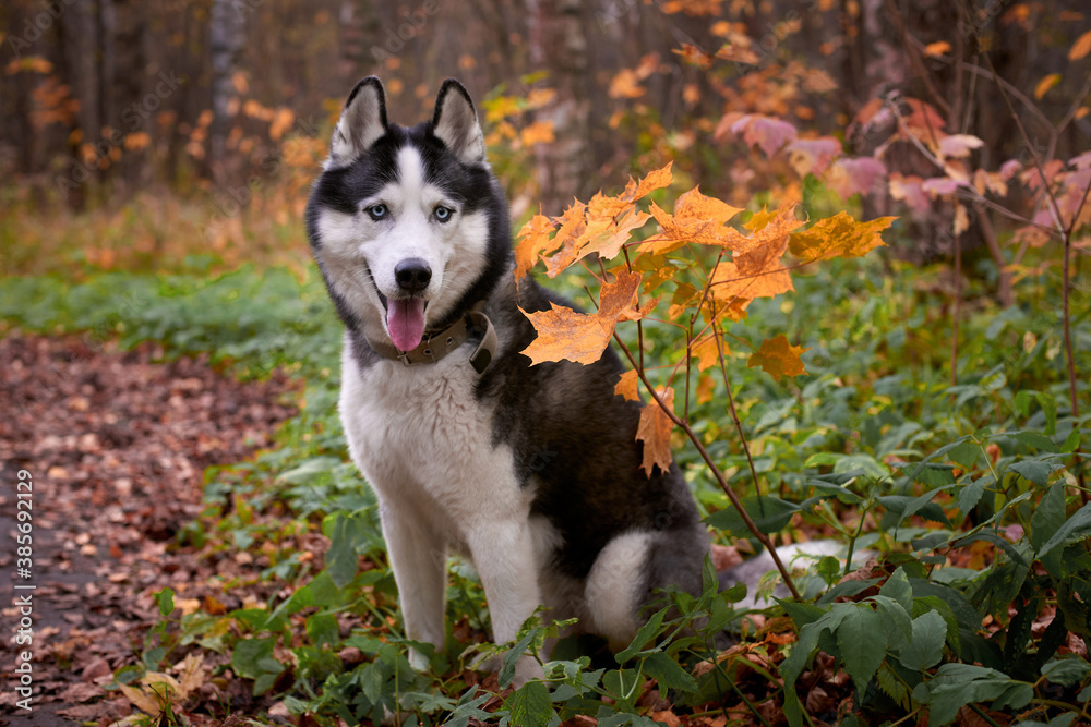 Portrait of a dog on autumn background. Siberian Husky black and white colour outdoors in autumn park, tongue out. A pedigreed purebred dog