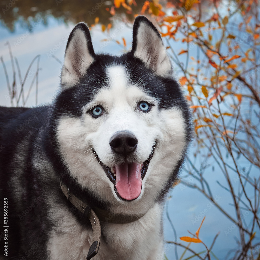 Close-up portrait of a dog on autumn background. Siberian Husky black and white colour with blue eyes outdoors in autumn park, tongue out. A pedigreed purebred dog