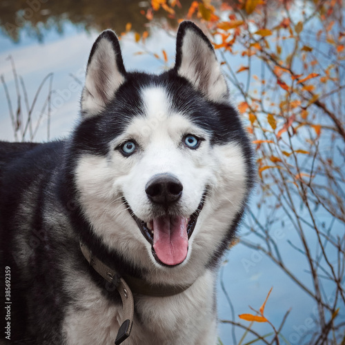 Close-up portrait of a dog on autumn background. Siberian Husky black and white colour with blue eyes outdoors in autumn park  tongue out. A pedigreed purebred dog