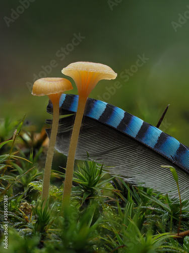 Orangeroter Heftnabeling (Rickenella fibula) und Eichelhäher Feder photo