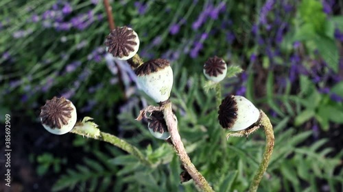 poppy heads growing in the summer in the garden, background, macro photo