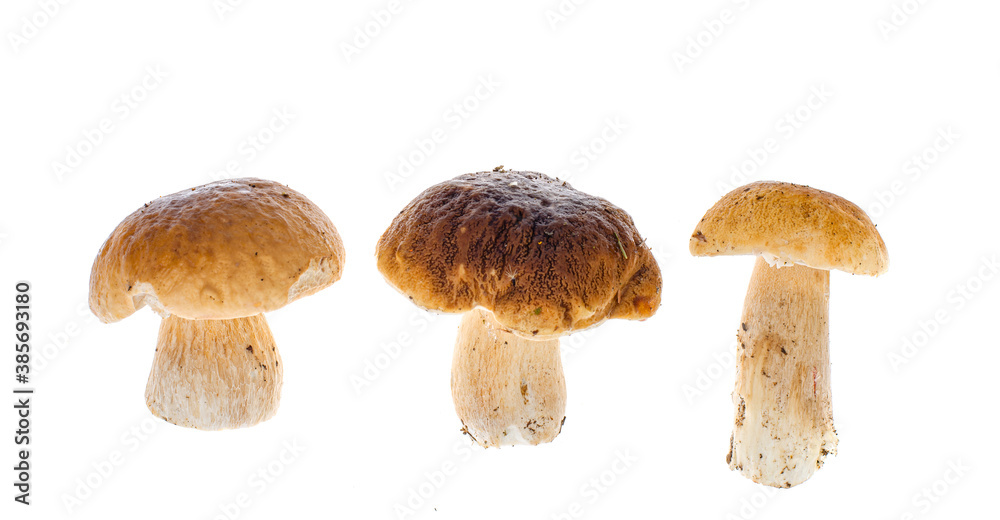 Edible forest porcini mushrooms boletus isolated on white Edible forest porcini mushrooms boletus isolated on white