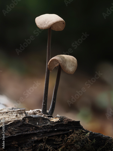  Echter Knoblauchschwindling (Mycetinis scorodoniu) photo