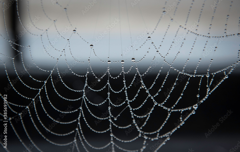 Fototapeta premium Spinnenweben