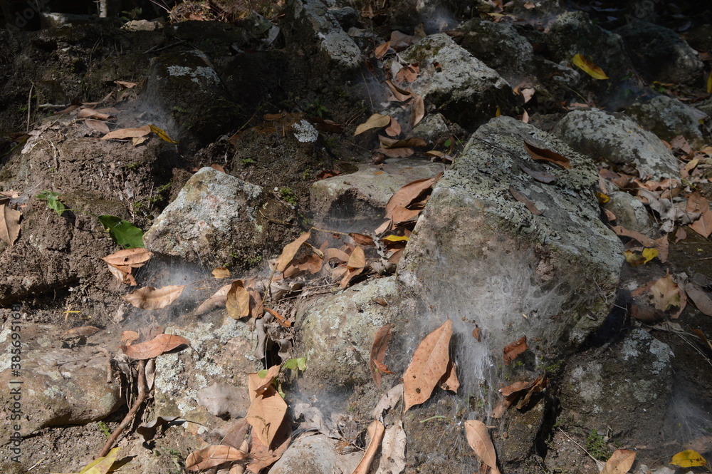 The Mayan ruins in the temple city of Copan in the jungle of Honduras, Central America