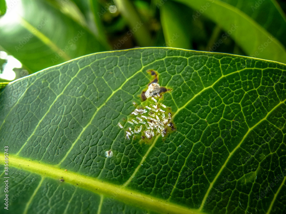 Hose leaf infected by White Mango scale (Aulacaspis tubercularis) in Brazil Hose leaf infected by White Mango scale (Aulacaspis tubercularis) in Brazil