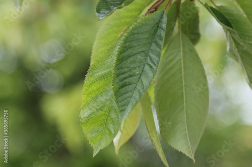Green leaves on a cherry tree.