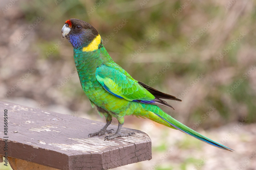 Fototapeta premium Australian ringneck in the John Forrest National Park in Perth, Western Australia