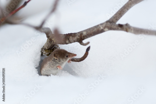 A cute tiny shrew peeks out of a burrow in the snow. Eurasian least shrew (Sorex minutissimus), also known as lesser pygmy shrew. End of autumn in the tundra. Waiting for winter. Wildlife of Chukotka. photo