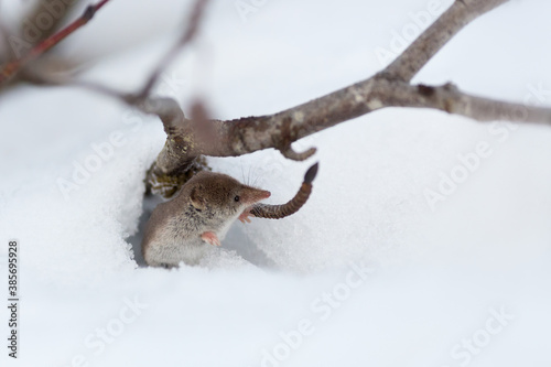 A cute tiny shrew peeks out of a burrow in the snow. Eurasian least shrew (Sorex minutissimus), also known as lesser pygmy shrew. End of autumn in the tundra. Waiting for winter. Wildlife of Chukotka.