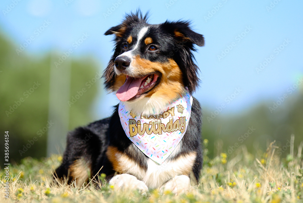 Portrait of cute smiling black and white tricolor australian shepherd with happy birthday scarf and background of green grass and blue sky. Nice and funny aussie dog outside in hot, sunny summer day