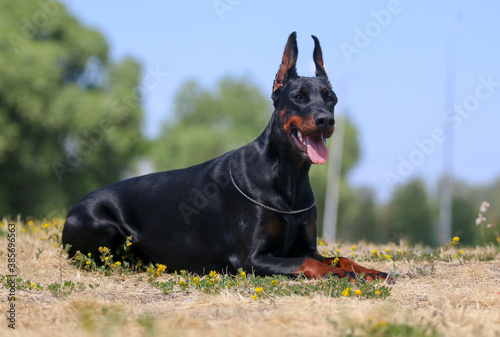 Purebred pedigreed black and tan German doberman dog portrait with cropped ears and docked tail outside in hot summer day. Doberman lies with background of blue sky and green grass on sunny day