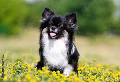 Cute long haired chihuahua dog sitting outside on a rock with green background. Nice and pretty black and white tricolor chiwawa  male with black mask on face sits outdoors on sunny summer day