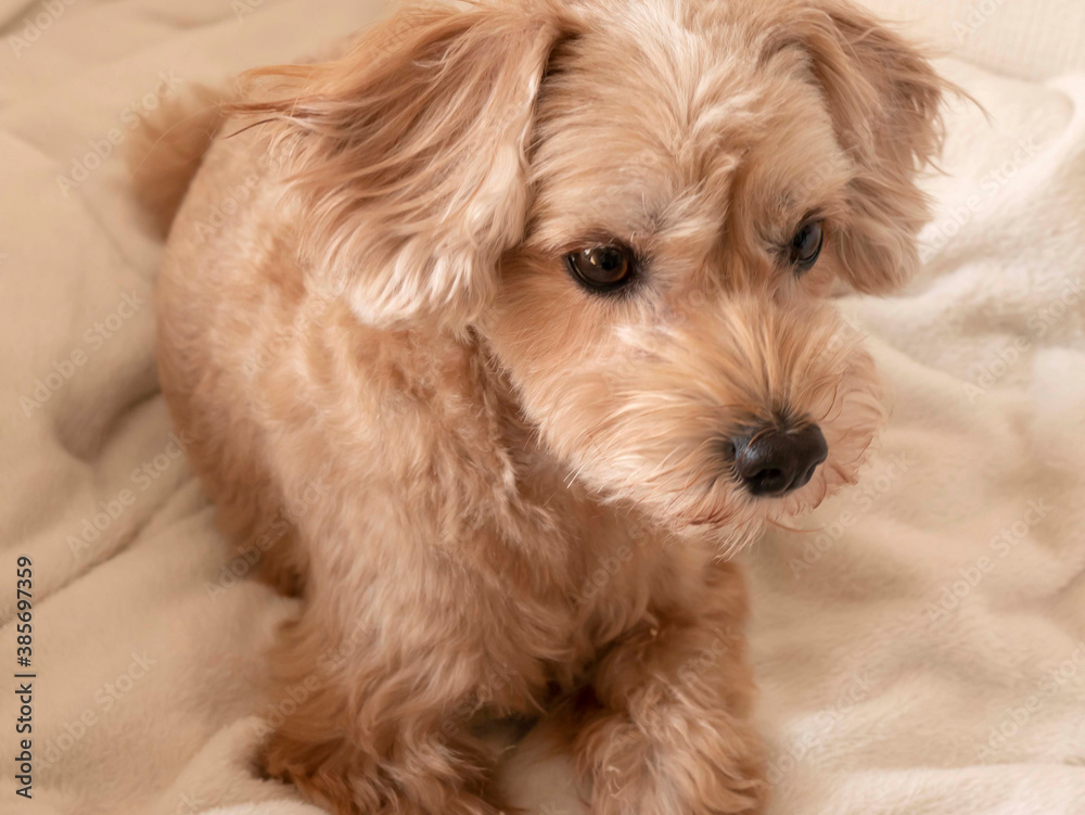 じっと座って見つめるかわいいアプリコットの小型犬【マルプー・トイプードル】