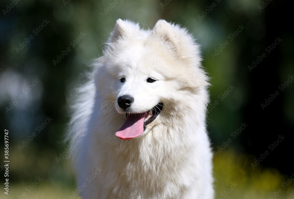Portrait of cute, fluffy, white samoyed puppy outdoors. Smiling sammy puppy dog outside on sunny summer time with meadow flowers. Beautiful, obedient, playful dog on midsummer time