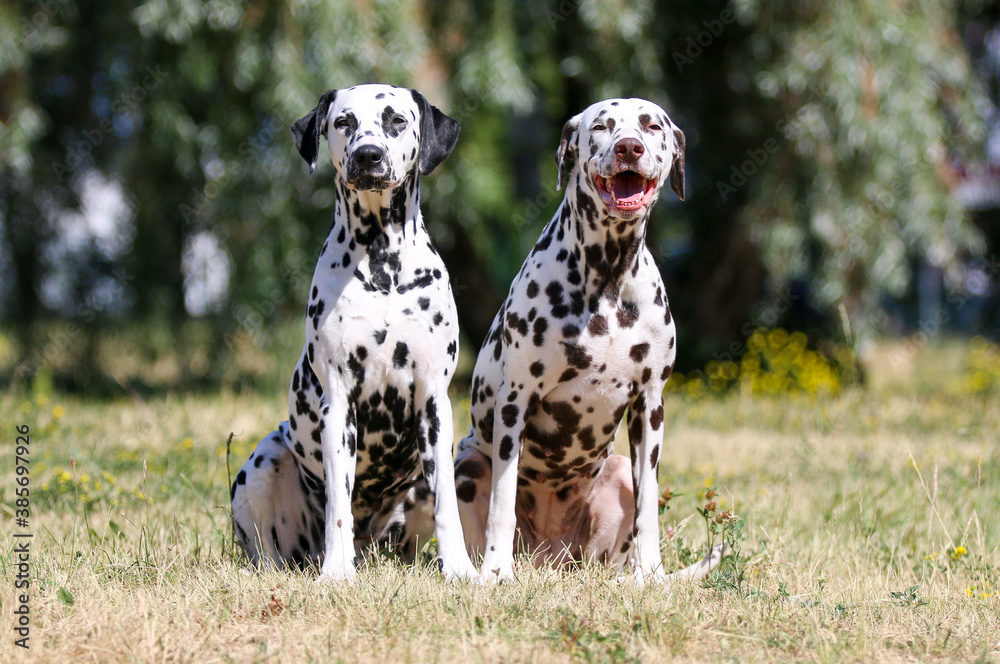 Summer portrait of two cute dalmatian dogs with black and brown spots. Smiling purebred dalmatian pets from 101 dalmatian movie with funny faces outdoors in hot sunny summer time with green background Summer portrait of two cute dalmatian dogs with black and brown spots. Smiling purebred dalmatian pets from 101 dalmatian movie with funny faces outdoors in hot sunny summer time with green background