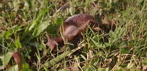 snails in the grass