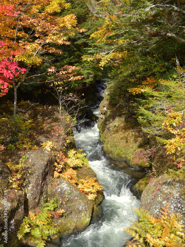 日本の栃木県・日光国立公園の奥日光の秋