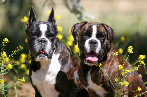 Summer outdoors portrait of two Geman boxer dog on hot sunny day.  Brown tiger with brindle colored boxer females with cropped and natural ears sitting with background of blue sky and meadow flowers 