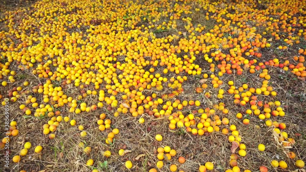 Delicious cherry plum fruits lie on the ground near the tree, cherry plum fruit, summer Delicious cherry plum fruits lie on the ground near the tree, cherry plum fruit, summer