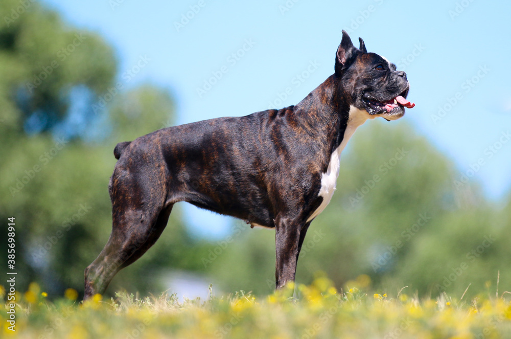 Foto Stock Summer outdoors portrait of German boxer dog on hot sunny day.  Brown tiger with brindle colored boxer female with cropped ears and tail in  perfect show standing with blue and