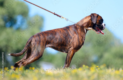 Valokuva Summer outdoors portrait of German boxer dog on hot sunny day