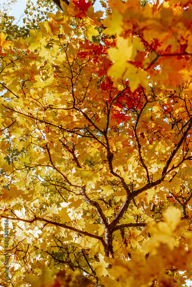 autumn maple trees with bright yellow leaves like gold close up against the sky autumn maple trees with bright yellow leaves like gold close up against the sky