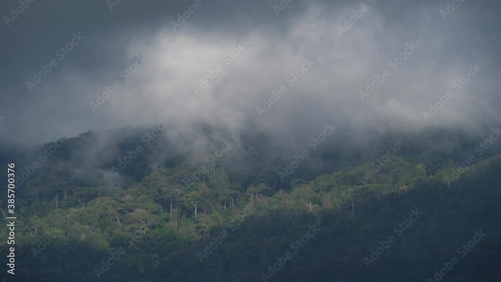 Fast speed close up b-roll scene of shadow from cloudy sky creeping pass forest trees on the mountain, nature dynamic movement of shade and light on ground when cloud moving in rainy season Fast speed close up b-roll scene of shadow from cloudy sky creeping pass forest trees on the mountain, nature dynamic movement of shade and light on ground when cloud moving in rainy season