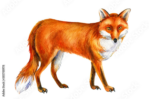 Obraz na plátně Red fox on white background, watercolor drawings, animals for print